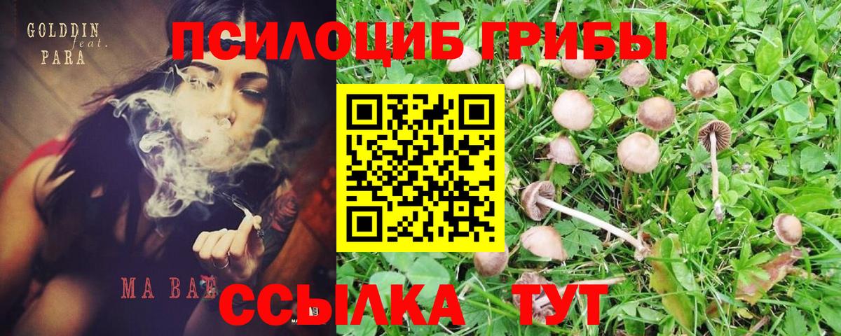 Псилоцибиновые грибы Psilocybe Дубна